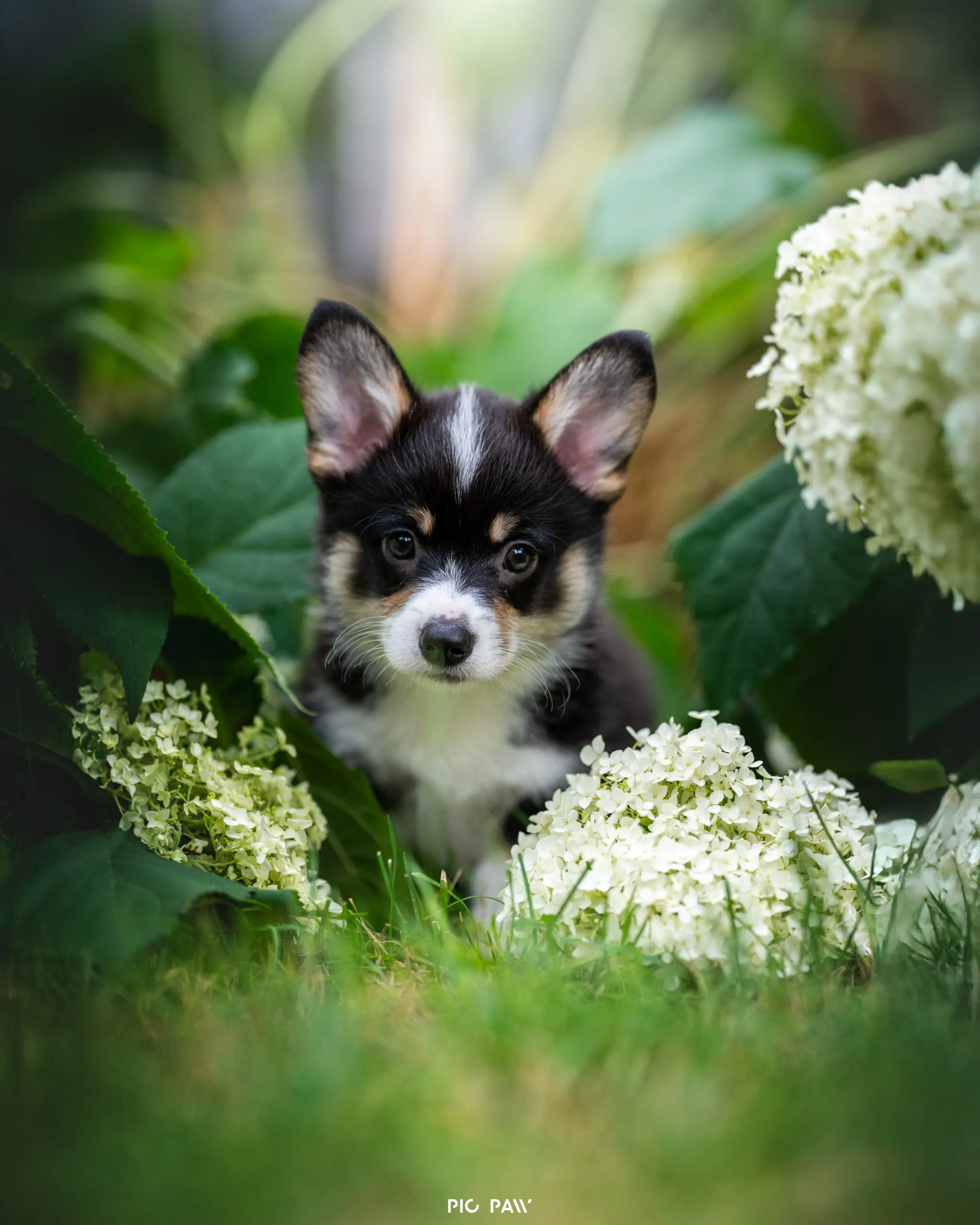 Baby Krecik Queen's Gang - zdjęcie 1