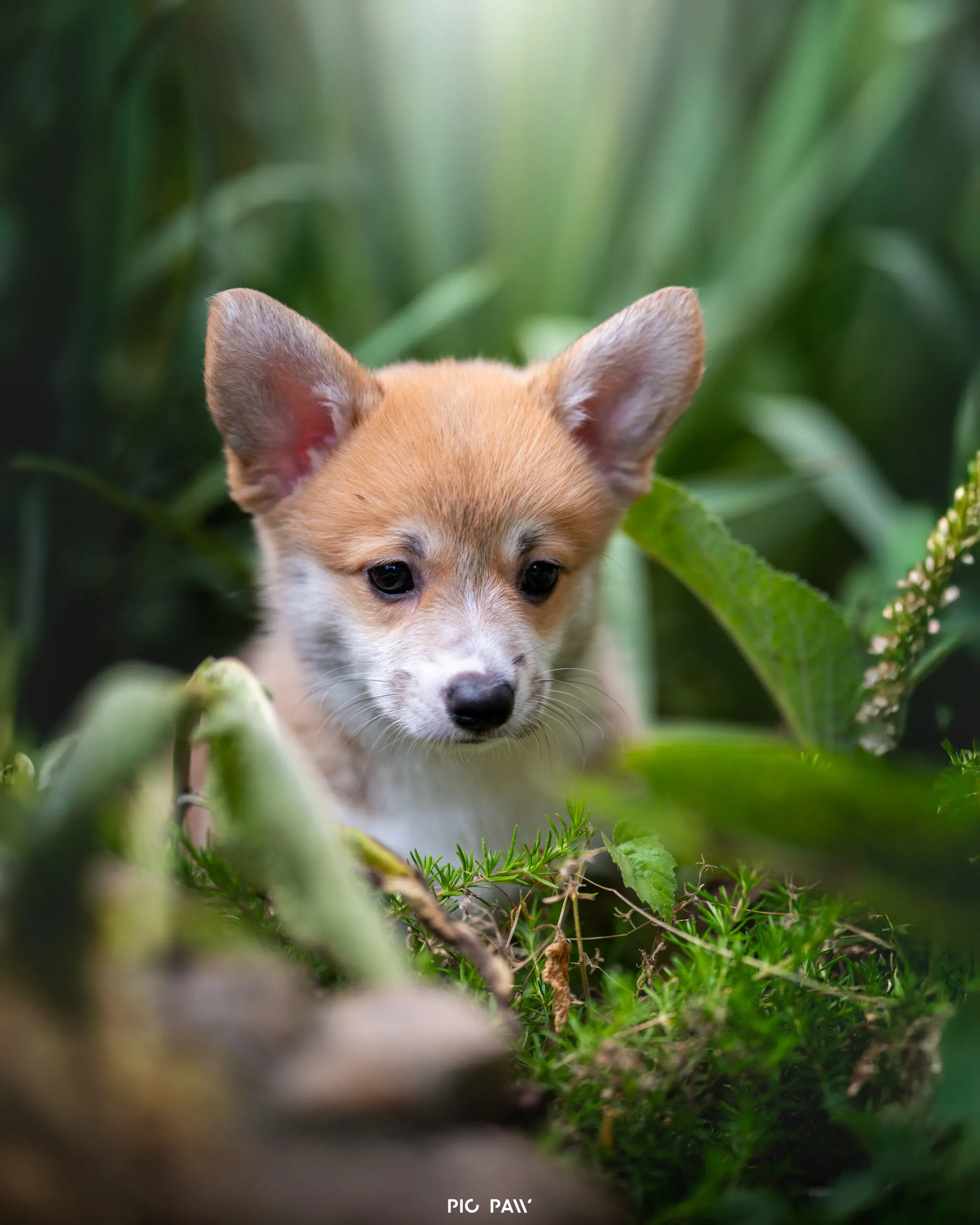 Baby Krówka Queen's Gang - zdjęcie 1