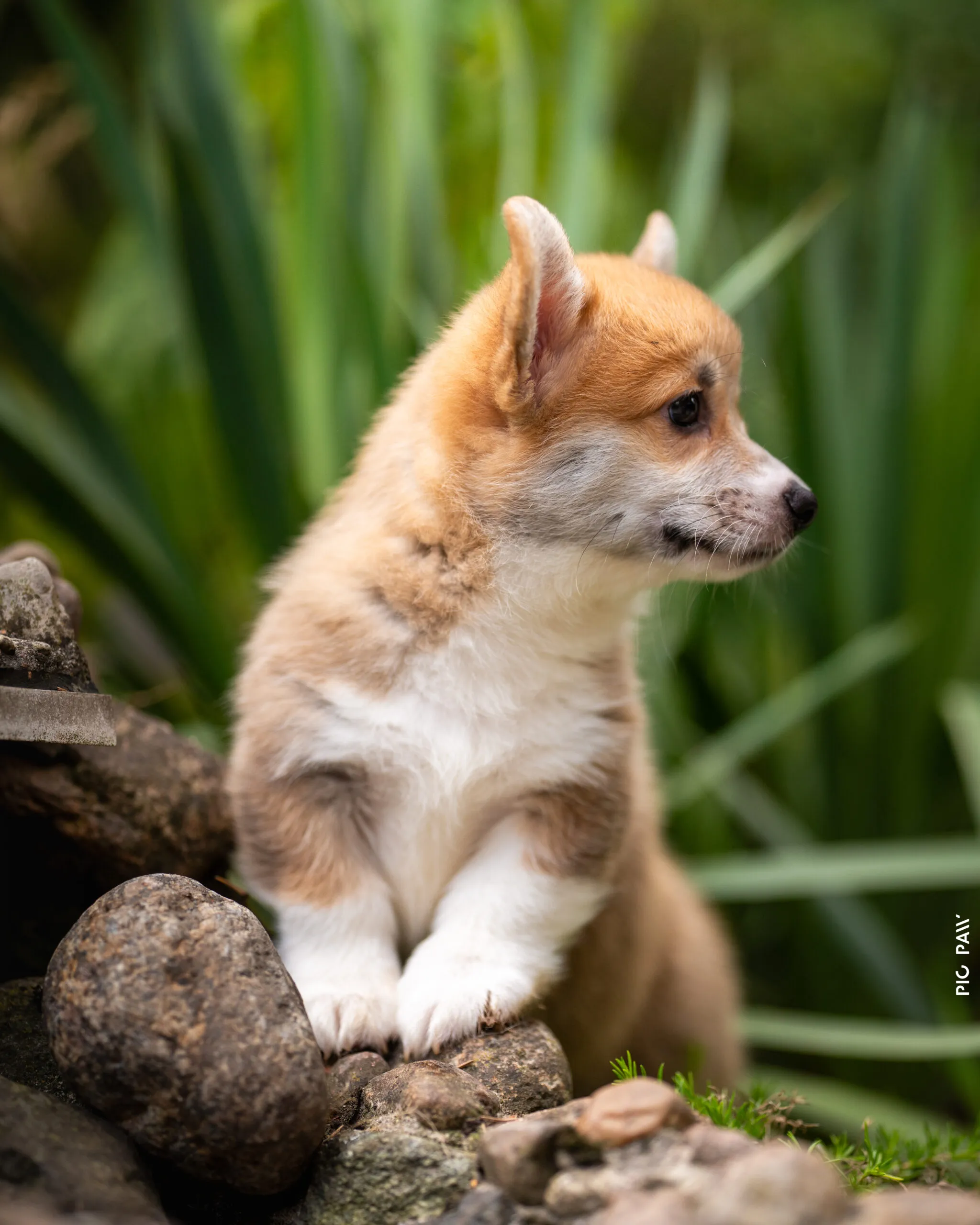 Baby Krówka Queen's Gang - zdjęcie 3
