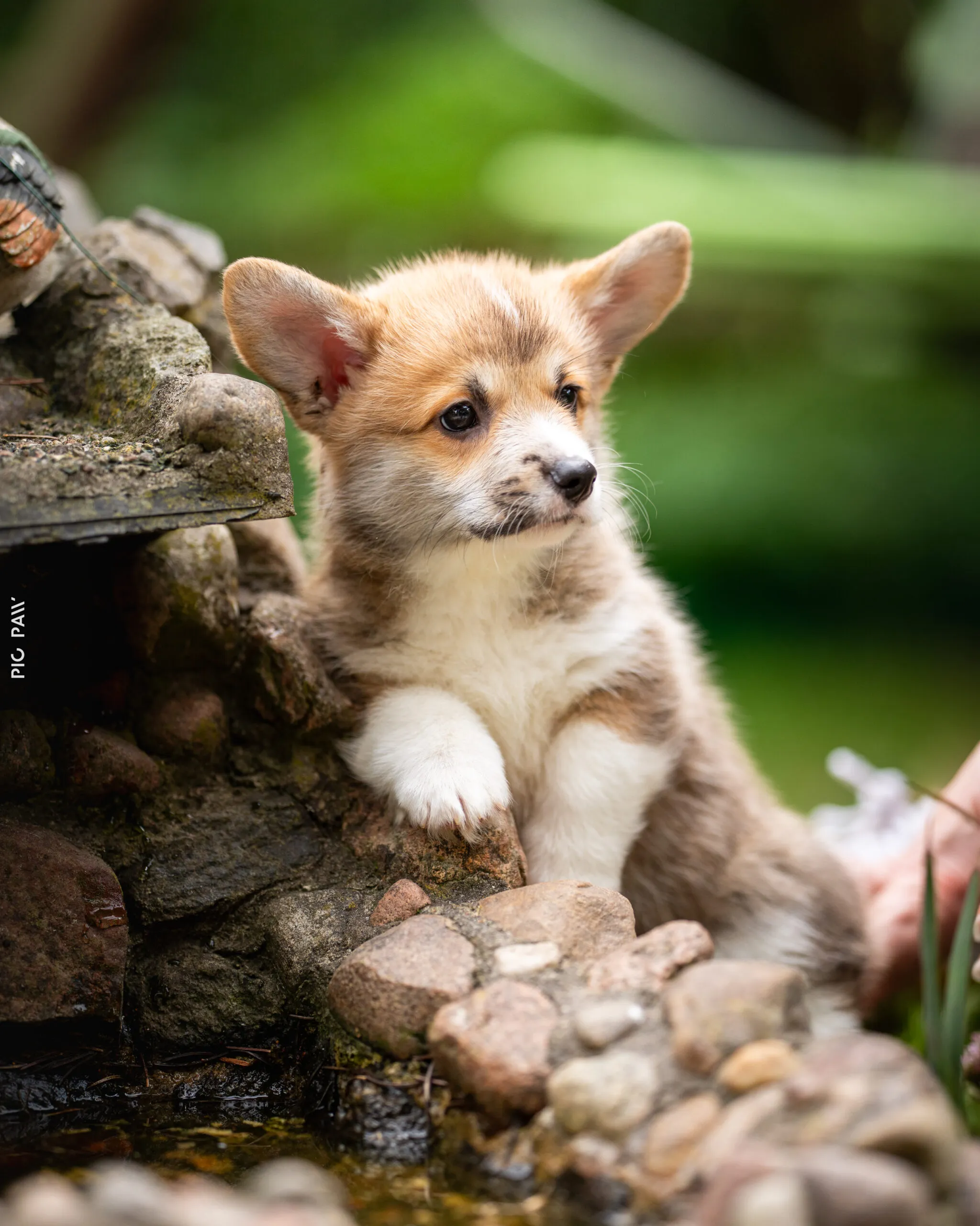 Baby Yoda Queen's Gang - zdjęcie 1