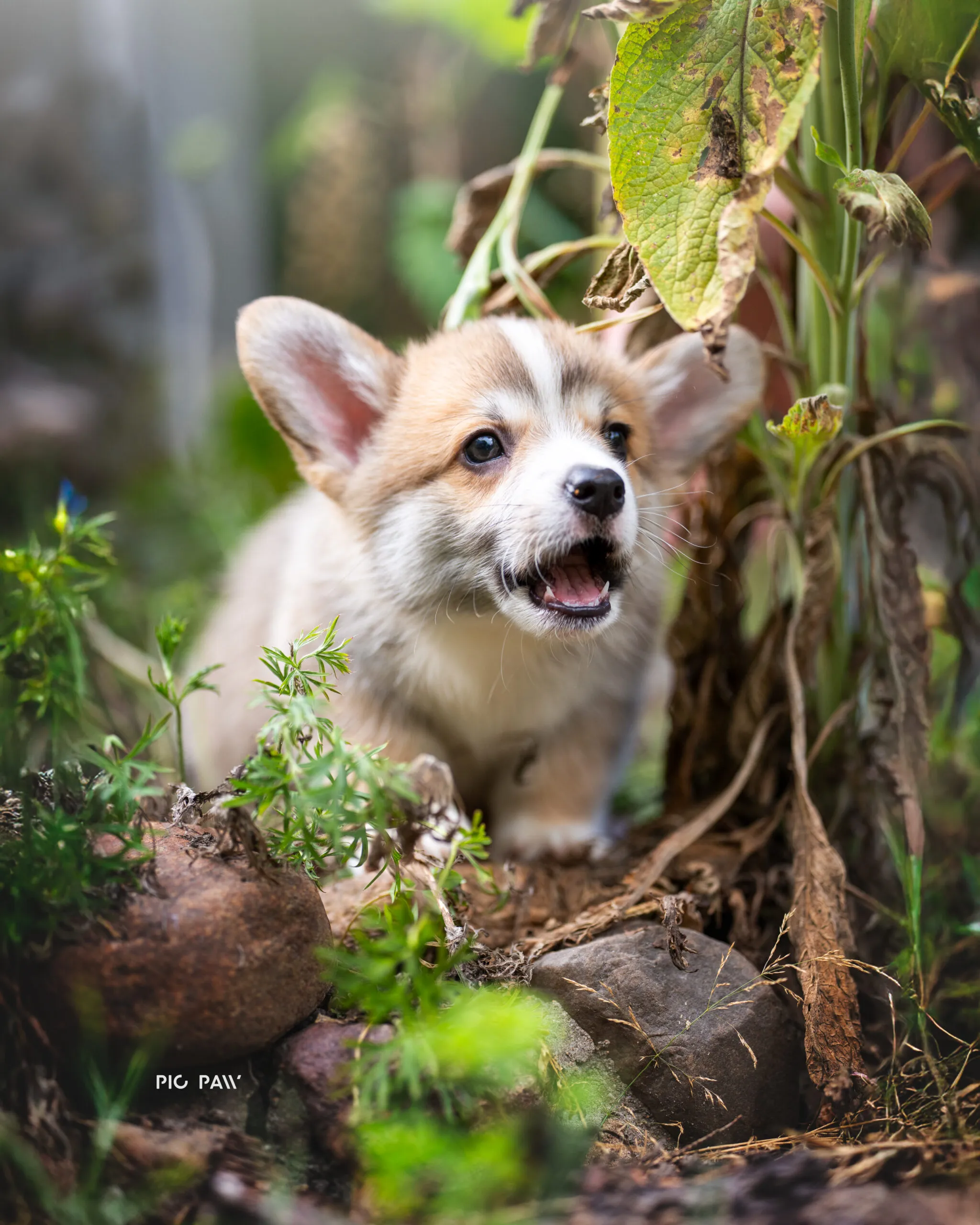 Baby Hodor vel Cukier Queen's Gang - zdjęcie 2