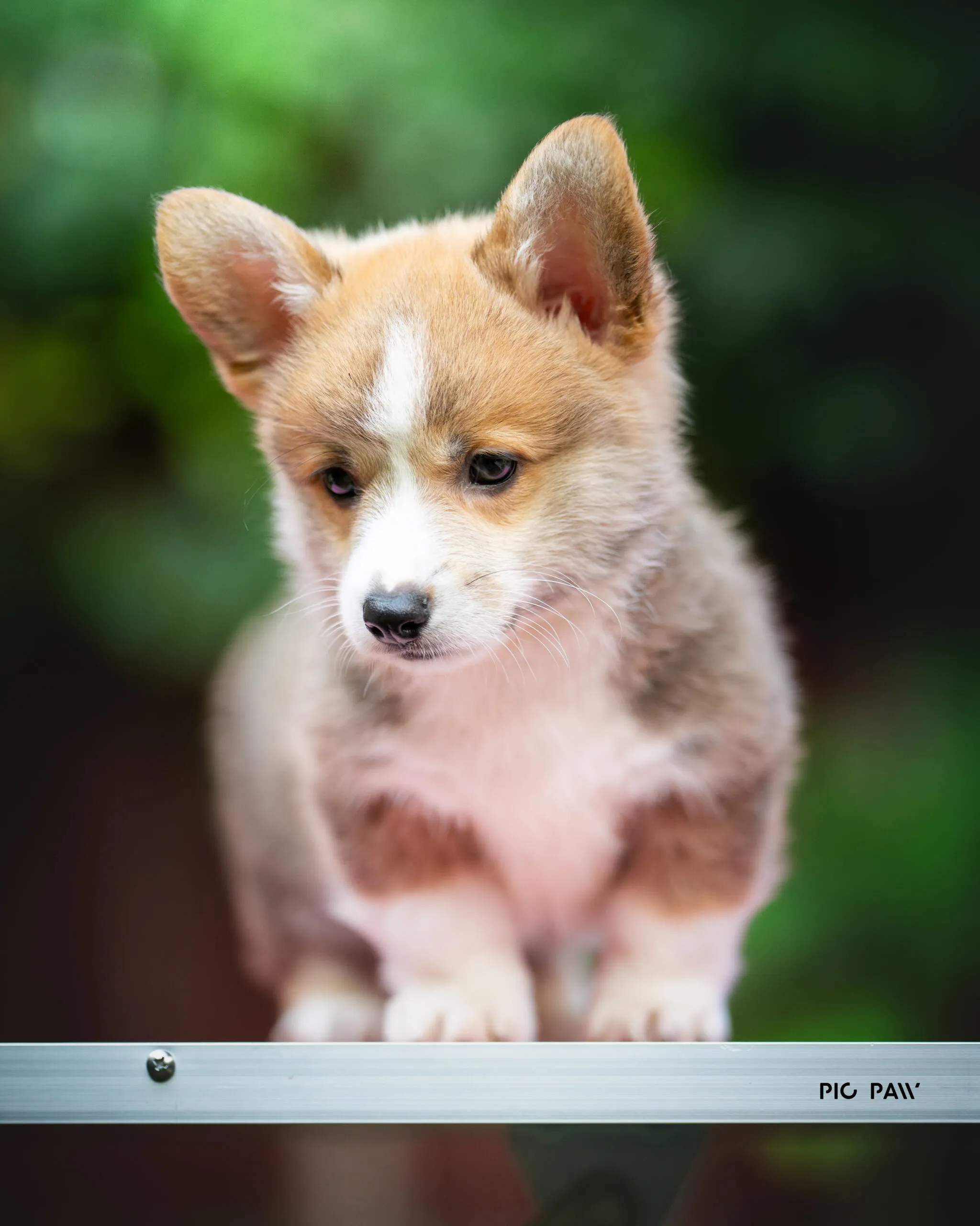 Baby Waza Queen's Gang - zdjęcie 2