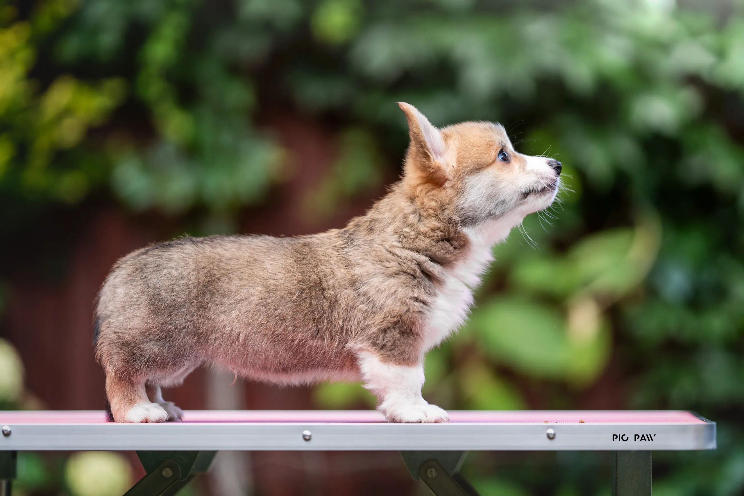 Baby Waza Queen's Gang - zdjęcie 3