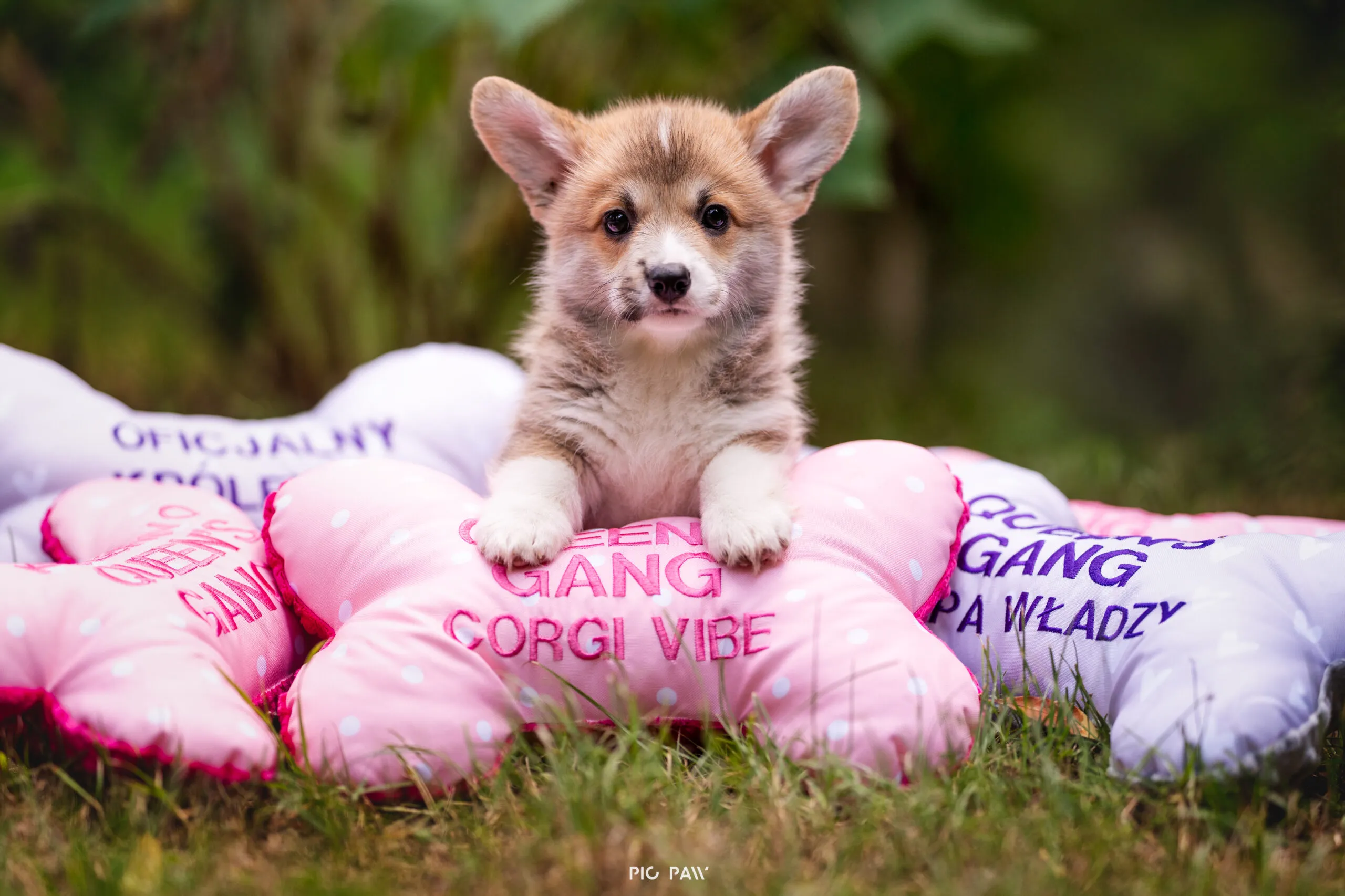 Baby Yoda Queen's Gang - zdjęcie 3