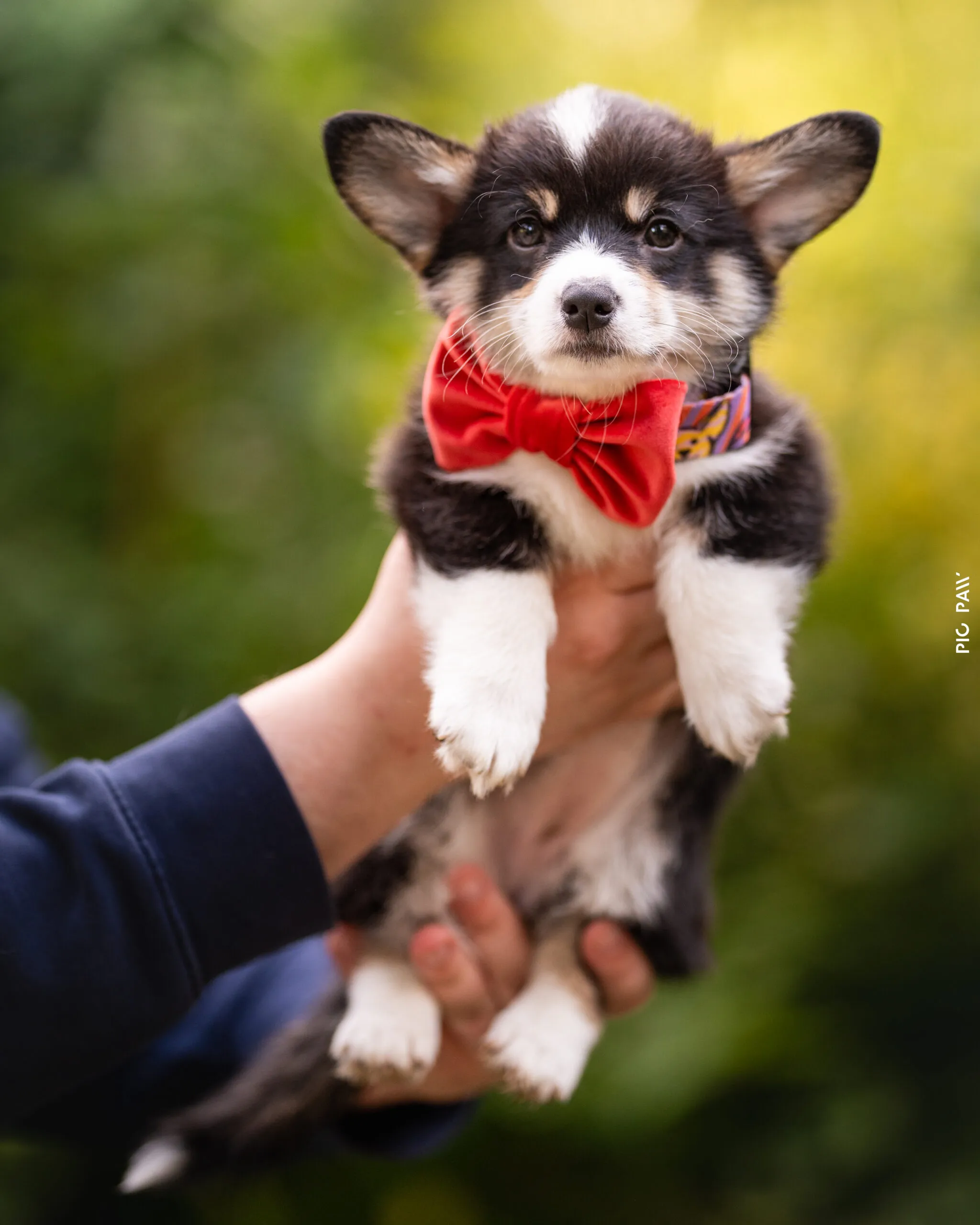 Baby Krecik Queen's Gang - zdjęcie 2