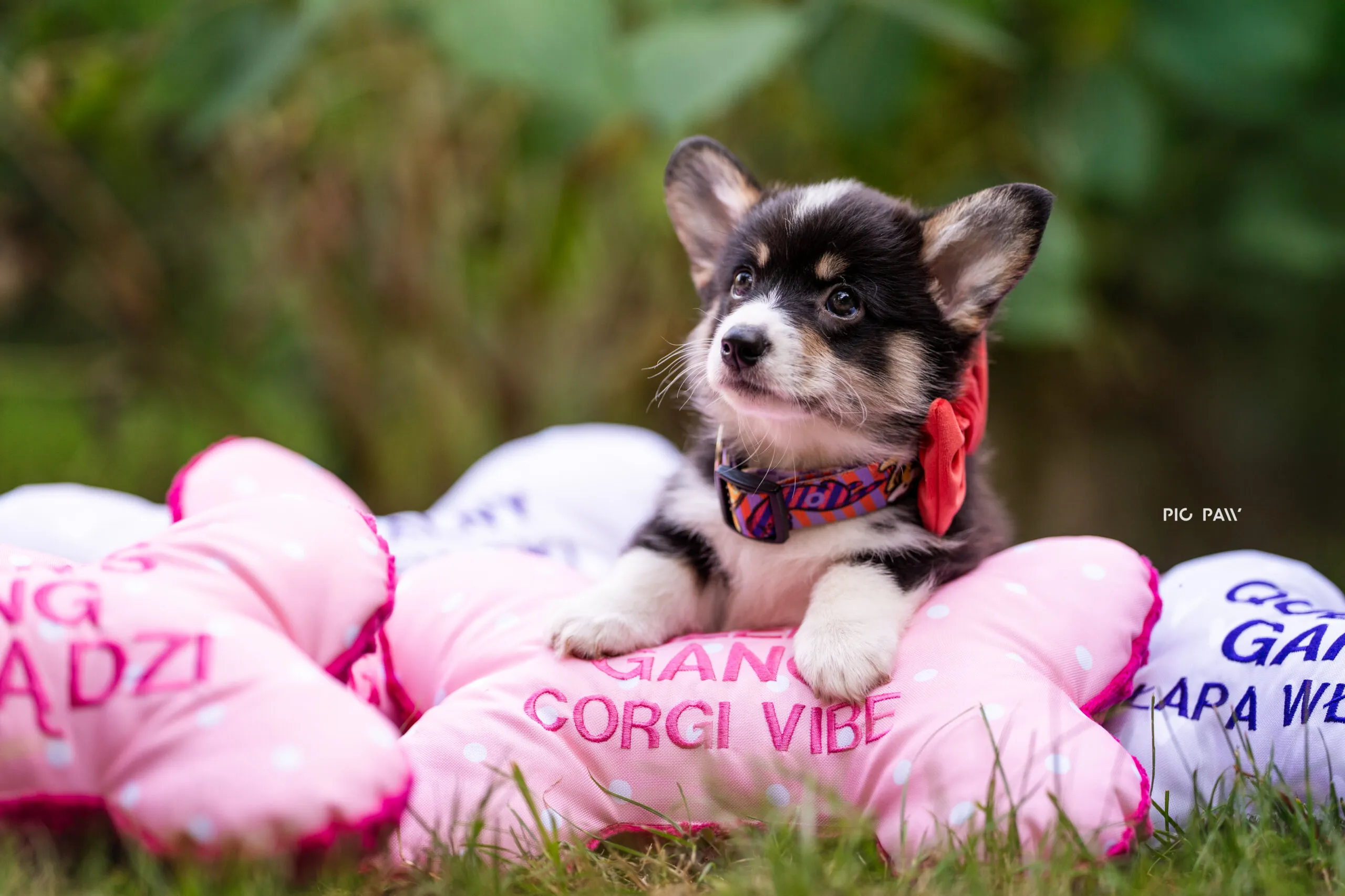 Baby Krecik Queen's Gang - zdjęcie 4