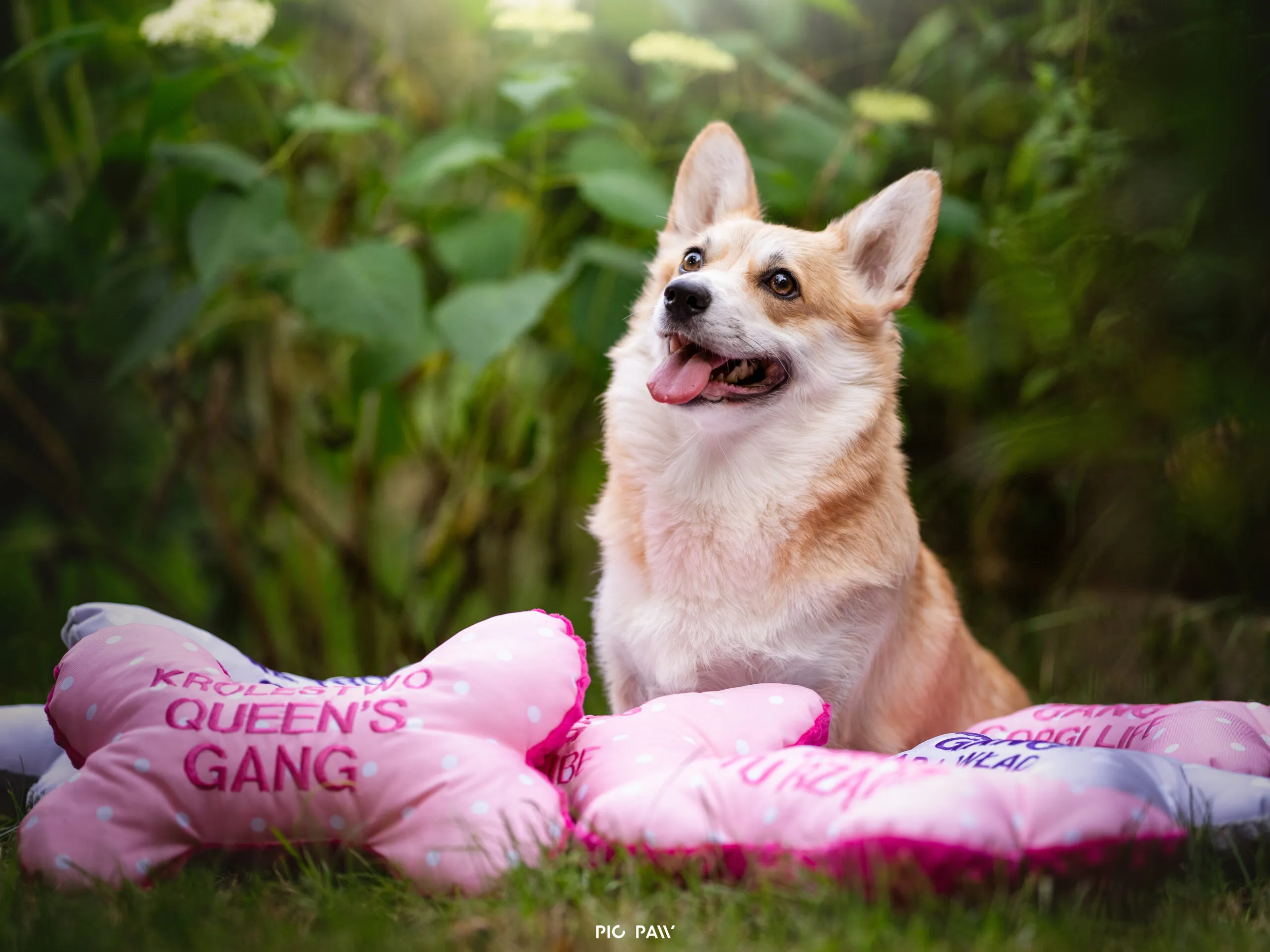 Kawa Bul-Corg - zdjęcie 1