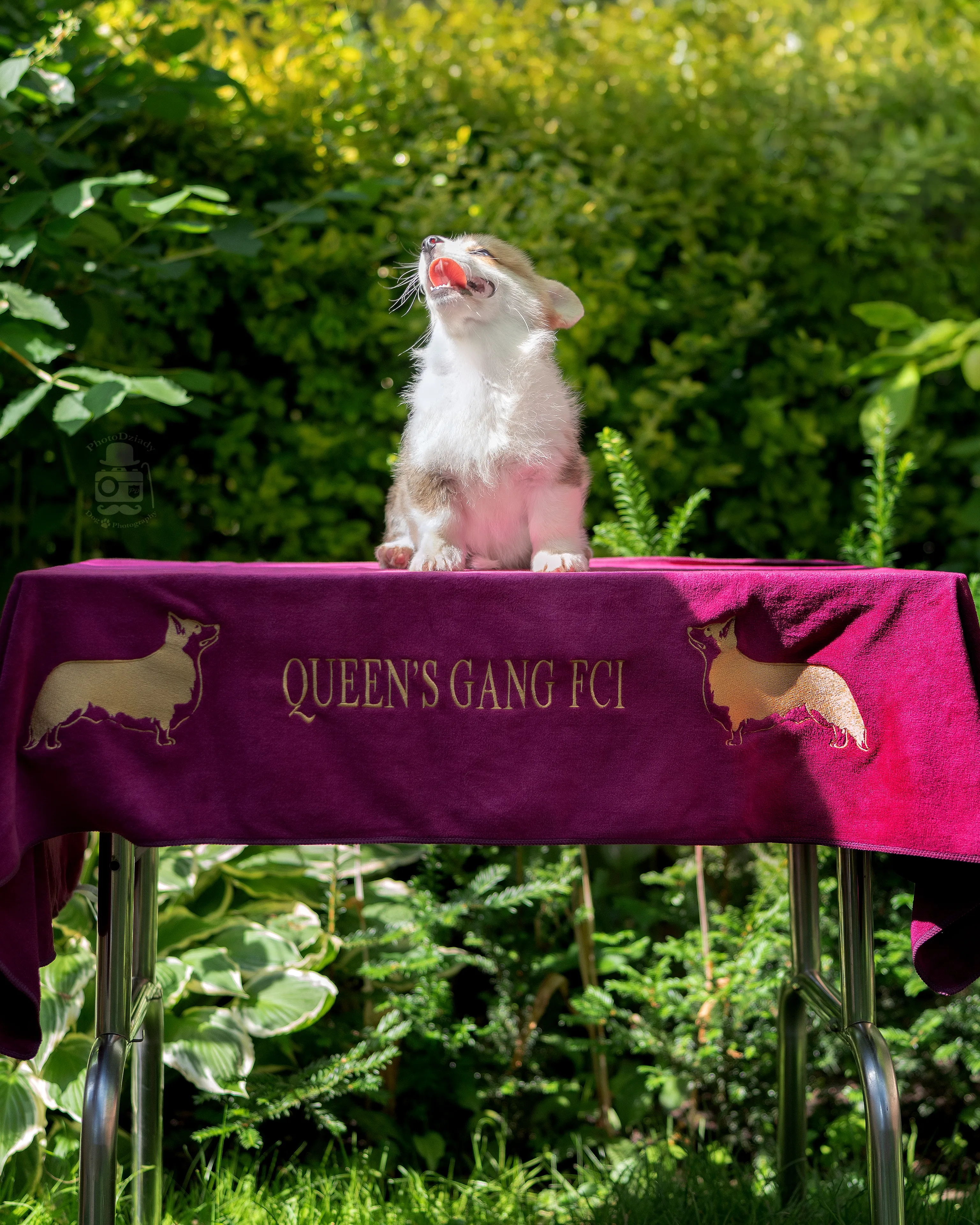 Crazy Połówka Queen's Gang - zdjęcie 7