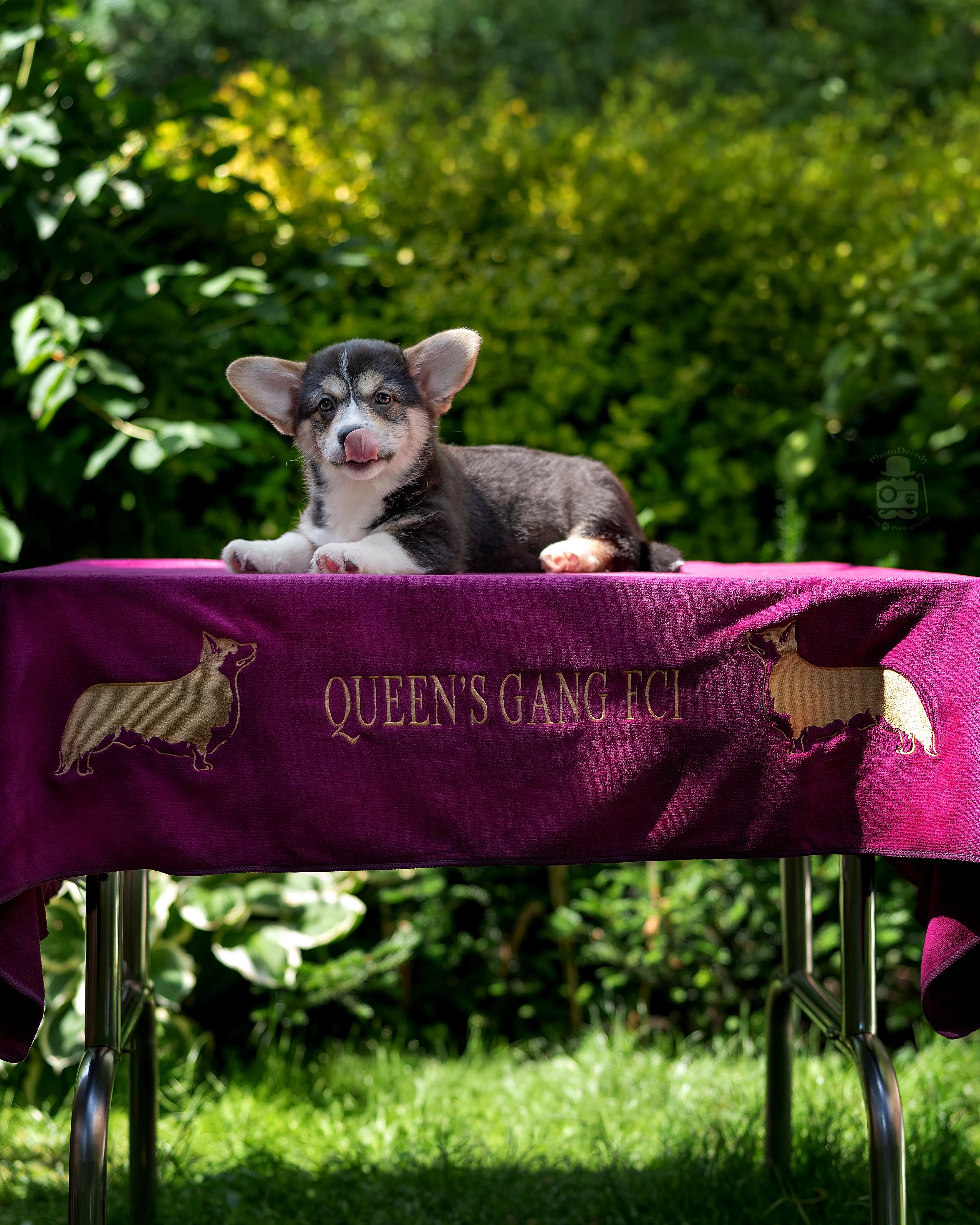 Crazy Norka Queen's Gang - zdjęcie 8