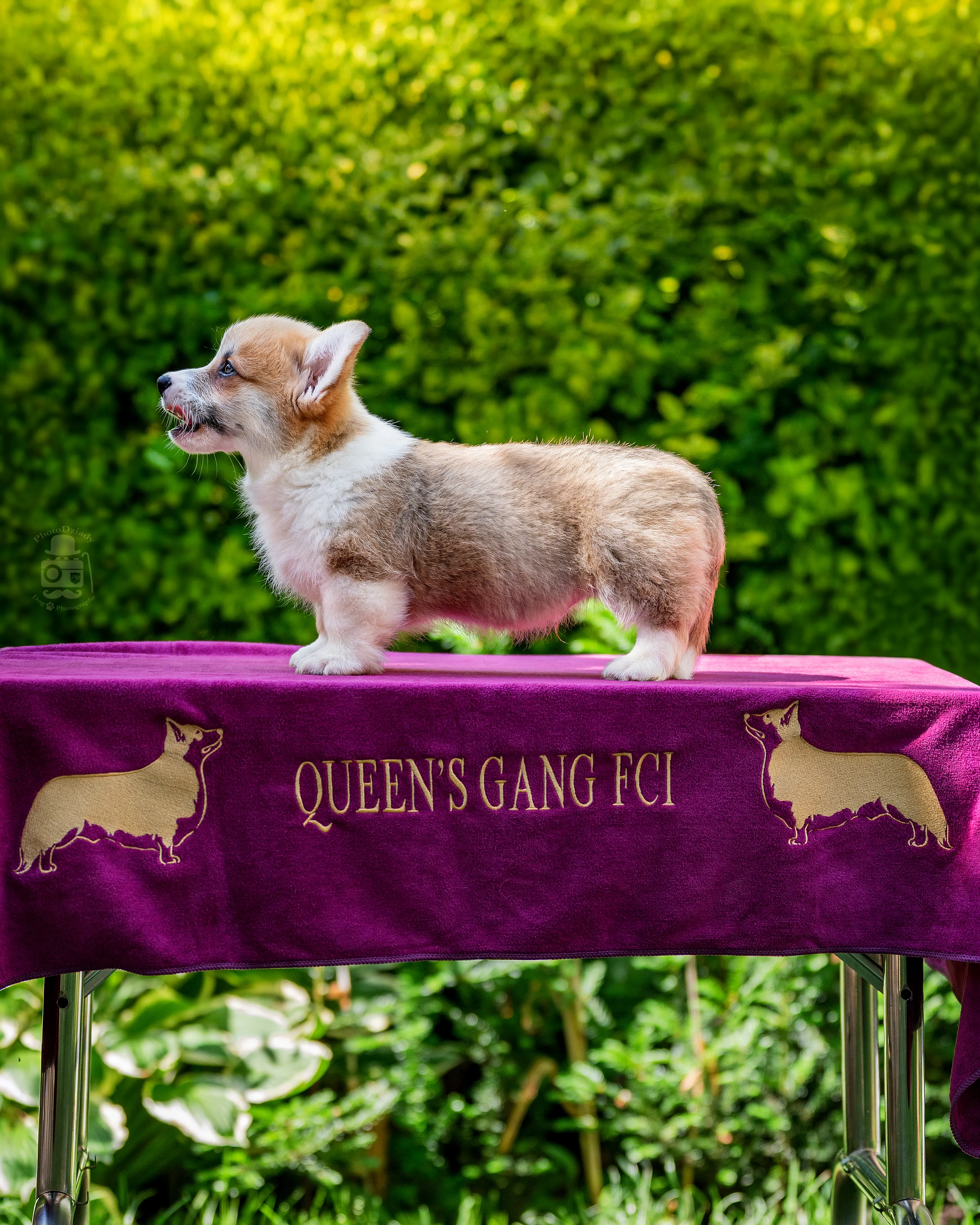 Crazy Kropek Queen's Gang - zdjęcie 10