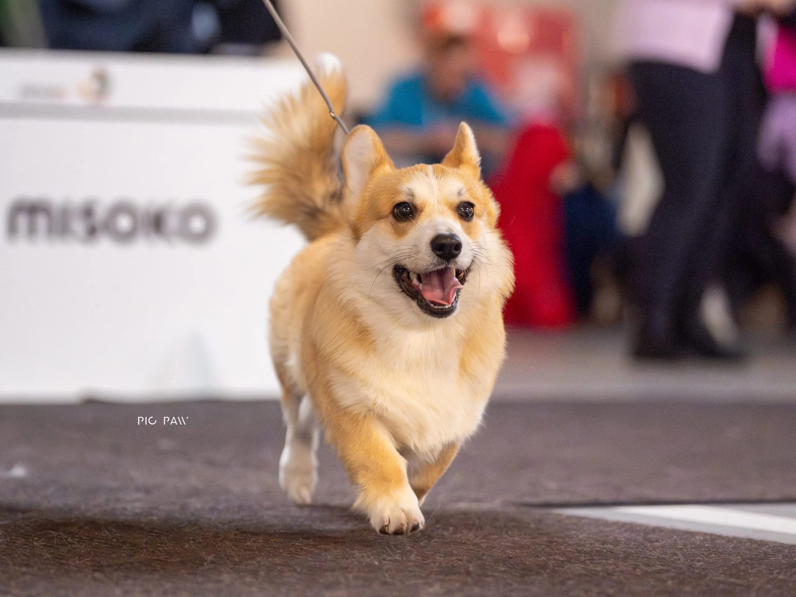 Baby Hodor vel Cukier Queen's Gang - zdjęcie 4