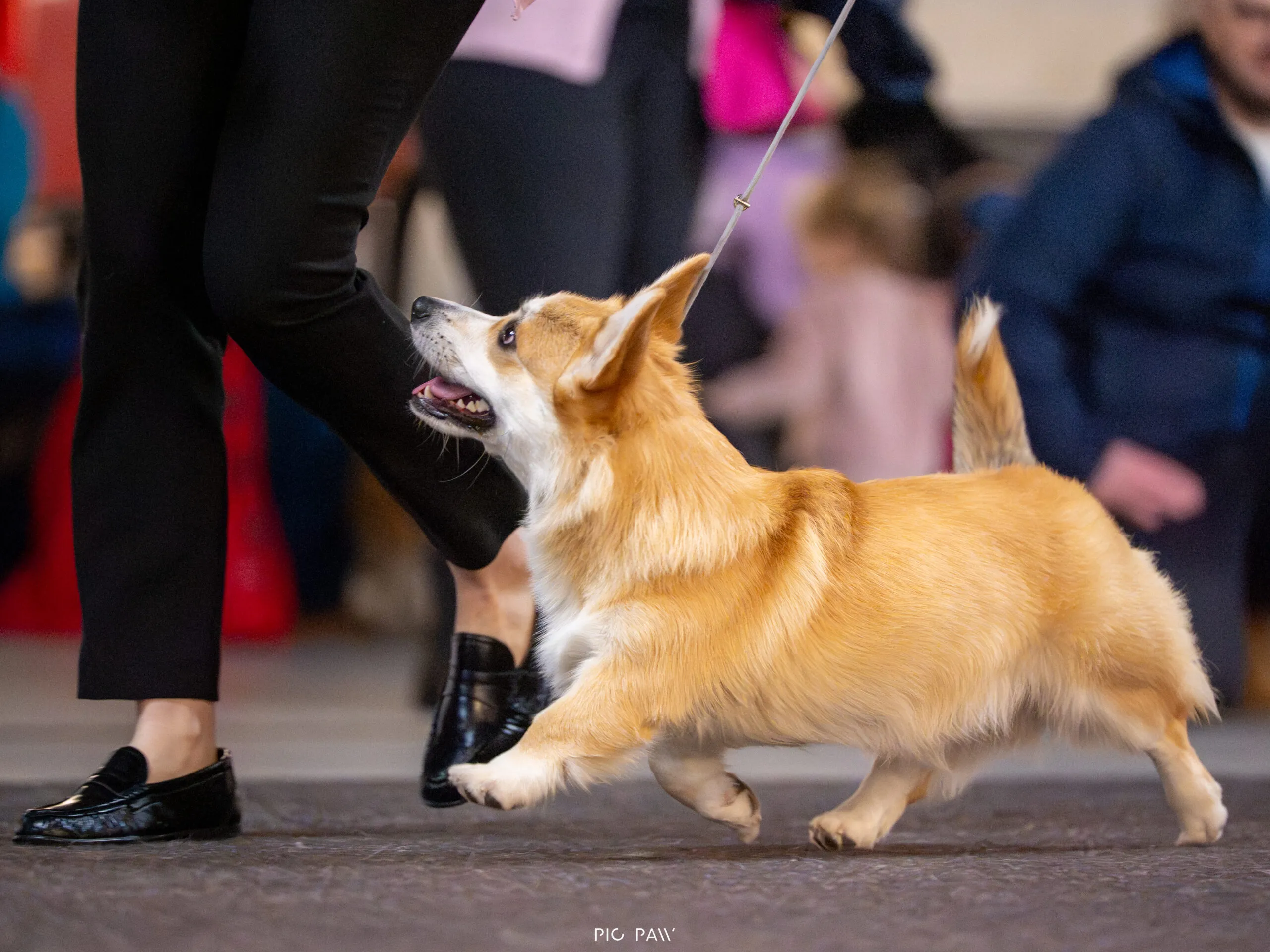 Baby Hodor vel Cukier Queen's Gang - zdjęcie 6
