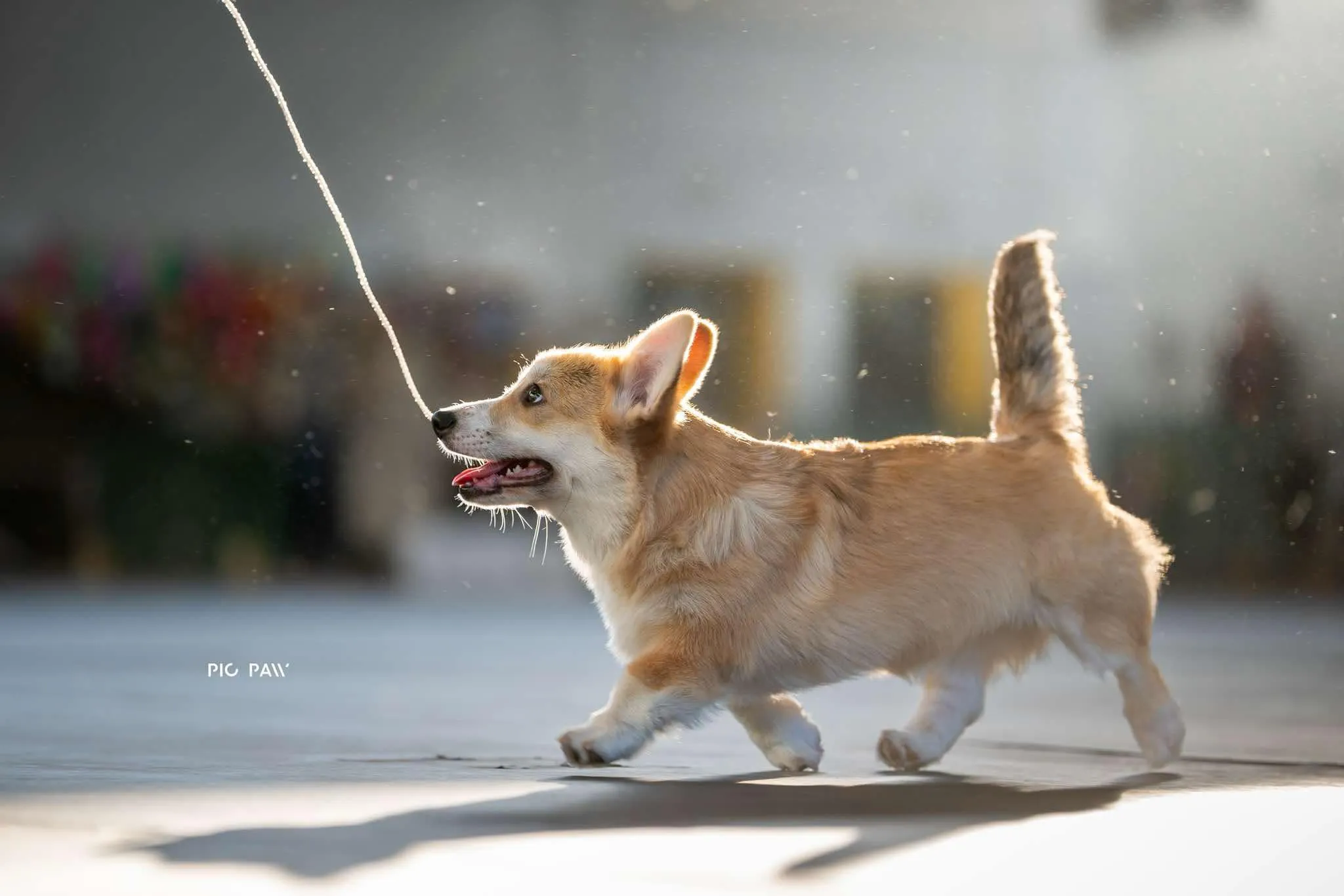 Pseudonim Byku Queen's Gang - zdjęcie 3