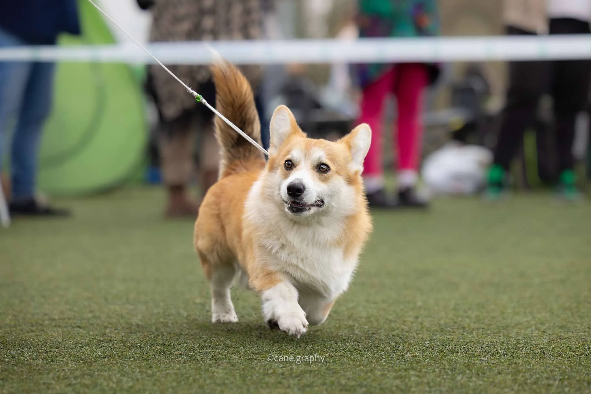 Pseudonim Byku Queen's Gang - zdjęcie 1