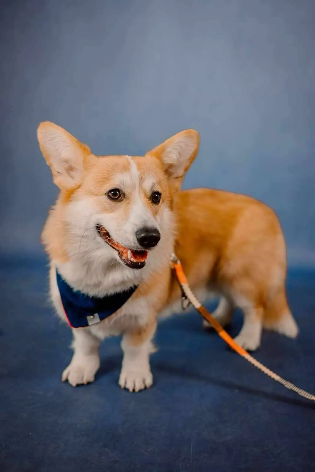 Pseudonim Chrobry Queen's Gang - zdjęcie 1