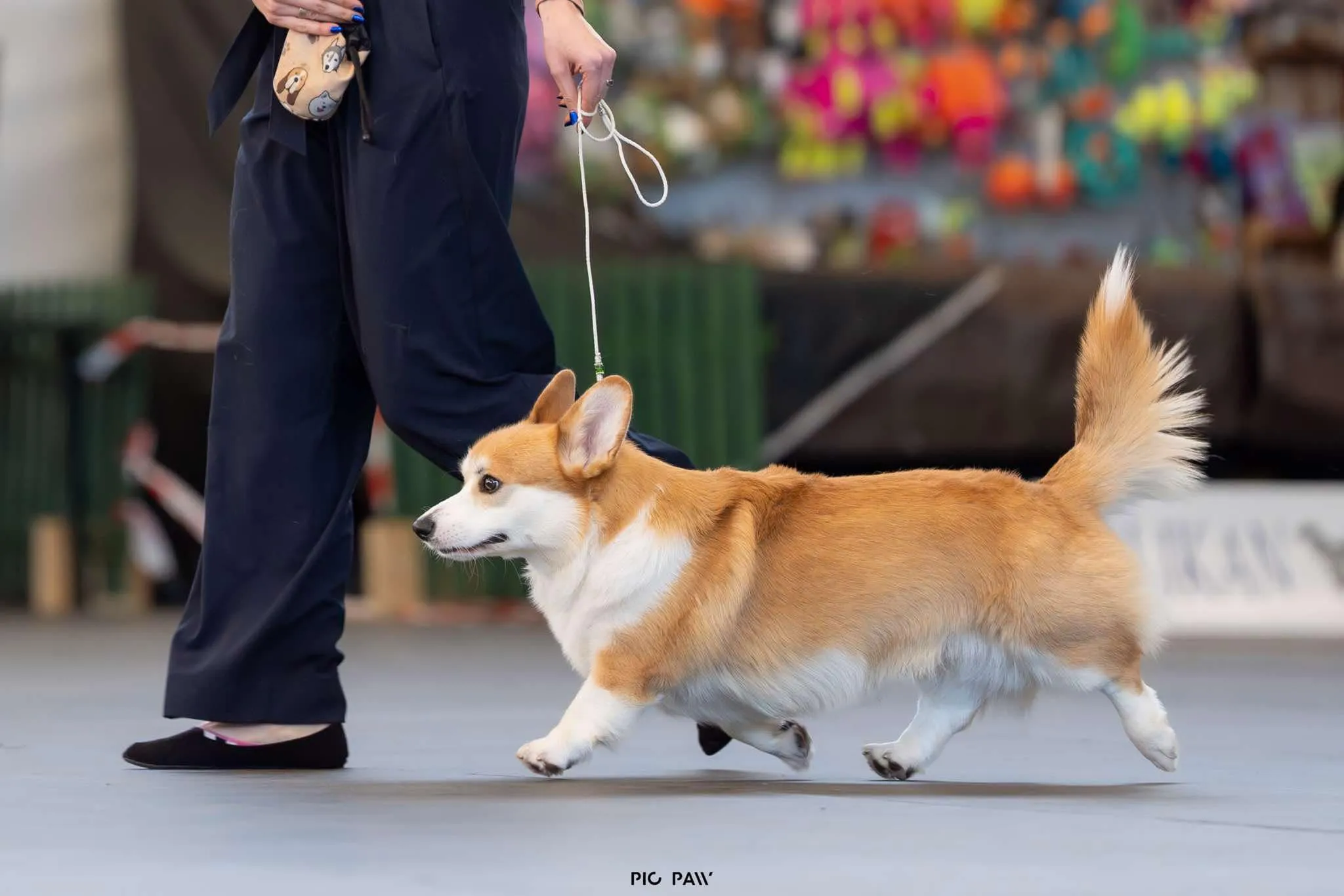 Don Corleone von Plątonogi - zdjęcie 1