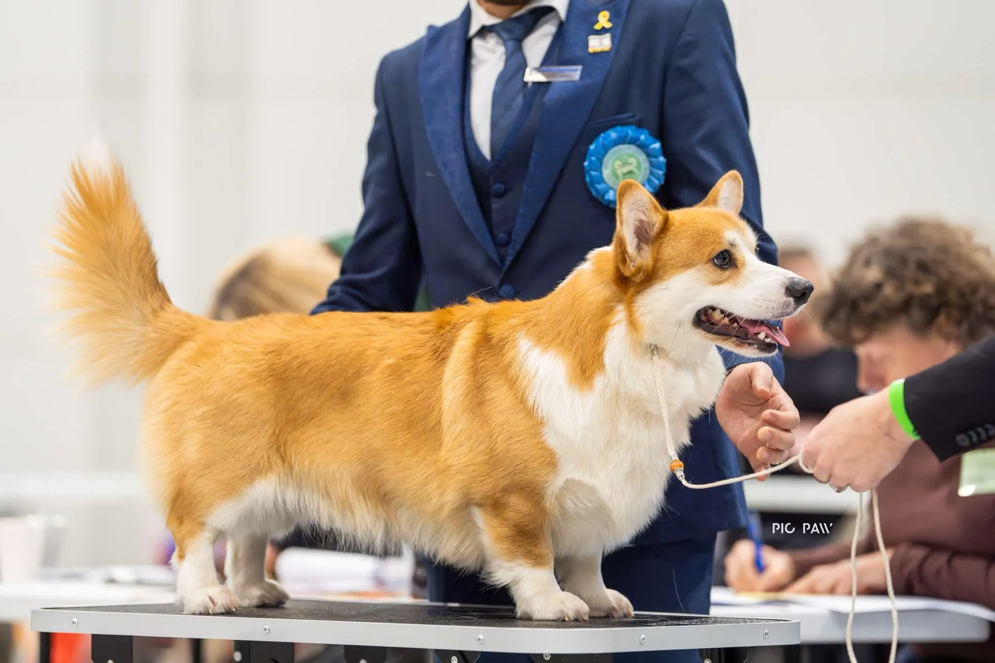 Don Corleone von Plątonogi - zdjęcie 2