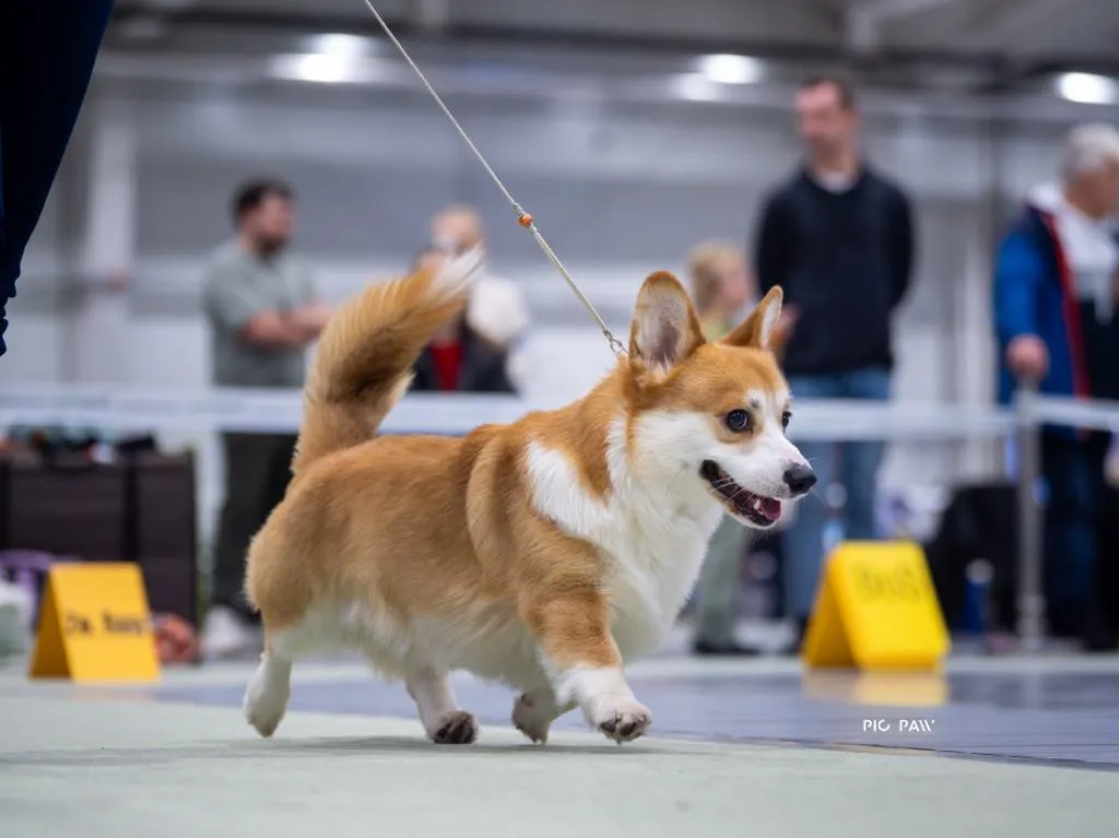 Don Corleone von Plątonogi - zdjęcie 3