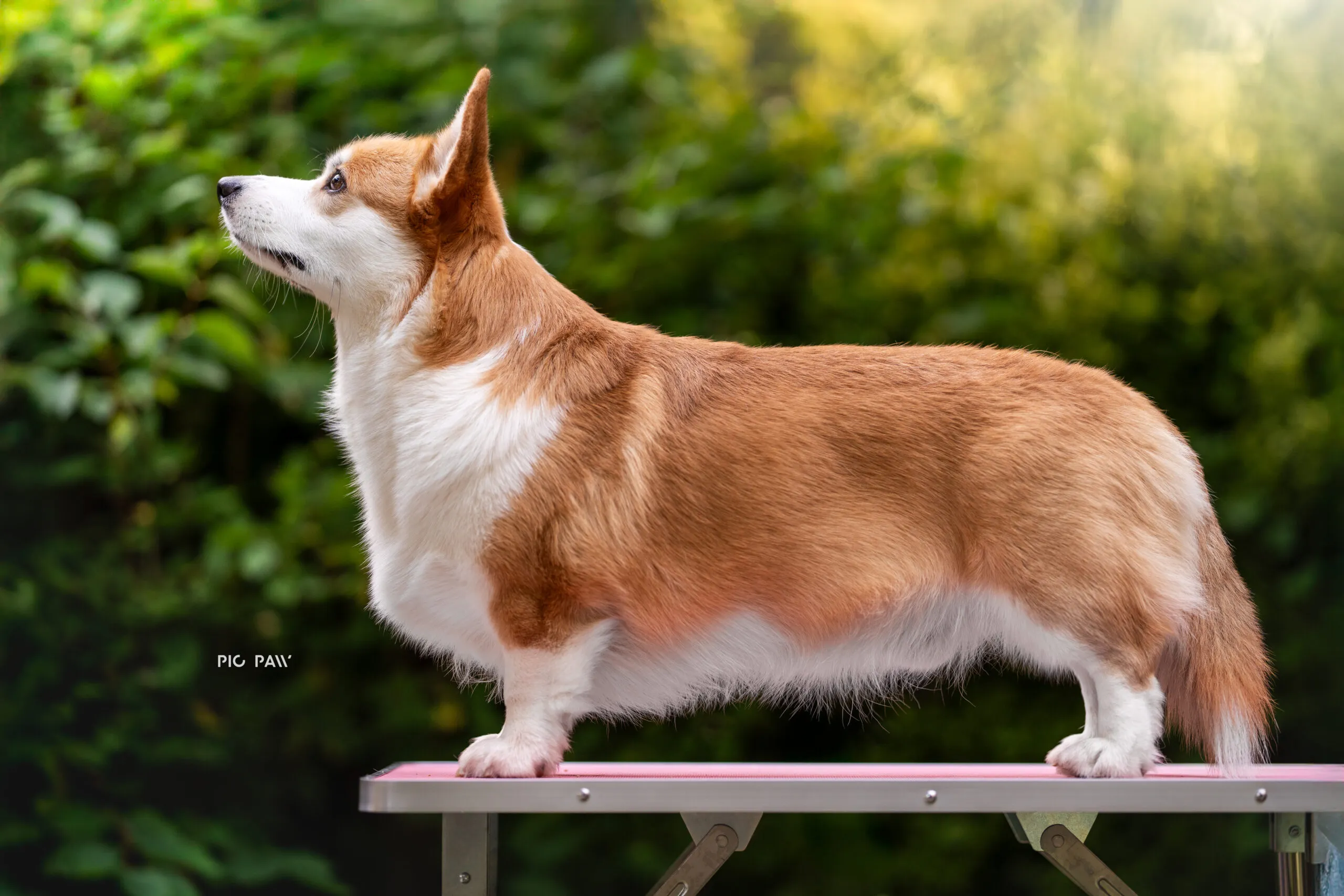 Don Corleone von Plątonogi - zdjęcie 4