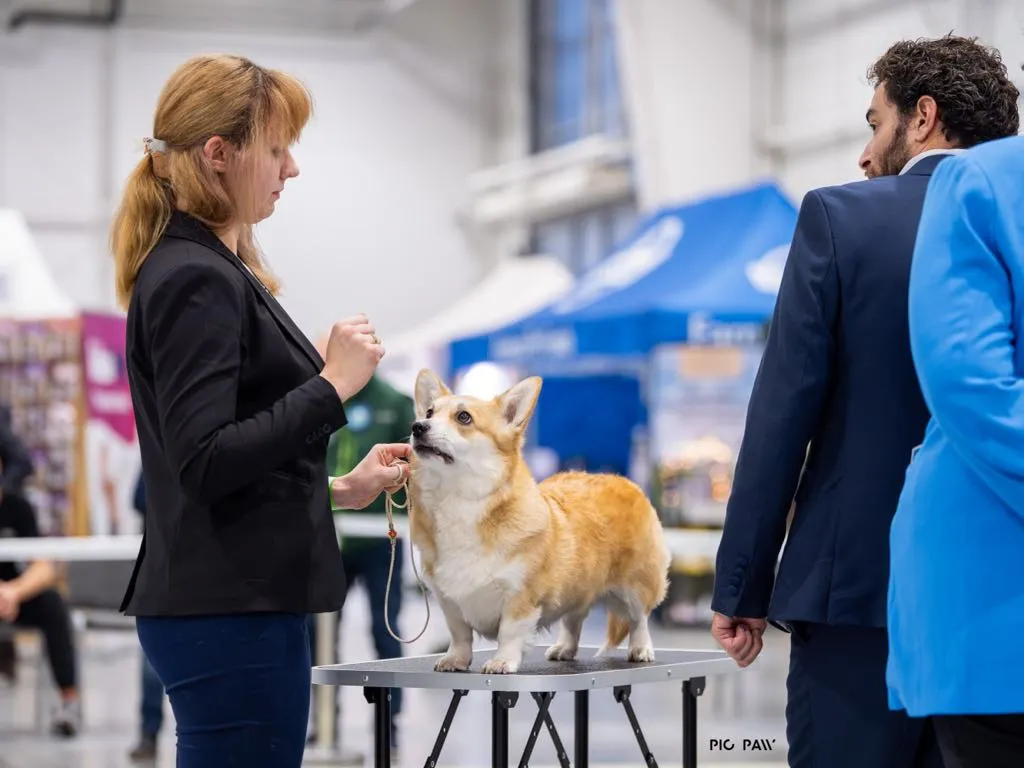 Kawa Bul-Corg - zdjęcie 2