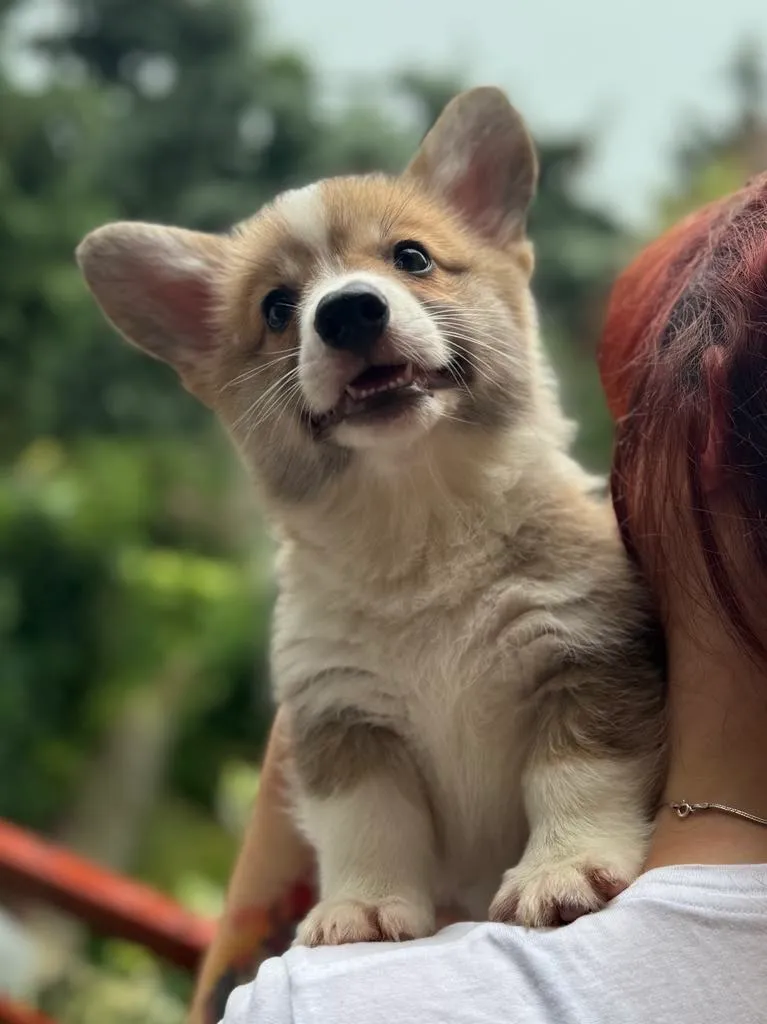 Pseudonim Chrobry Queen's Gang - zdjęcie główne