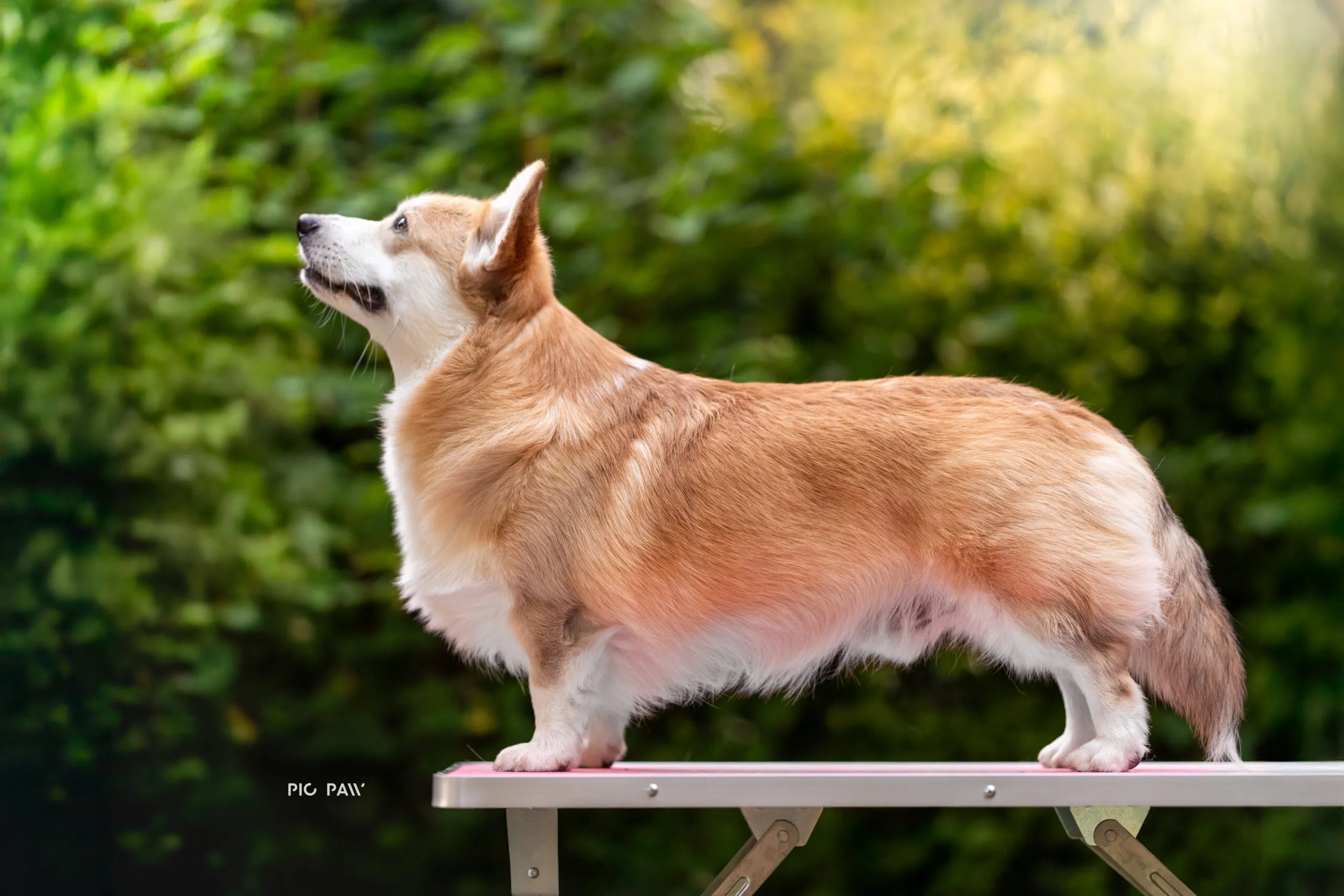 Pseudonim Byku Queen's Gang