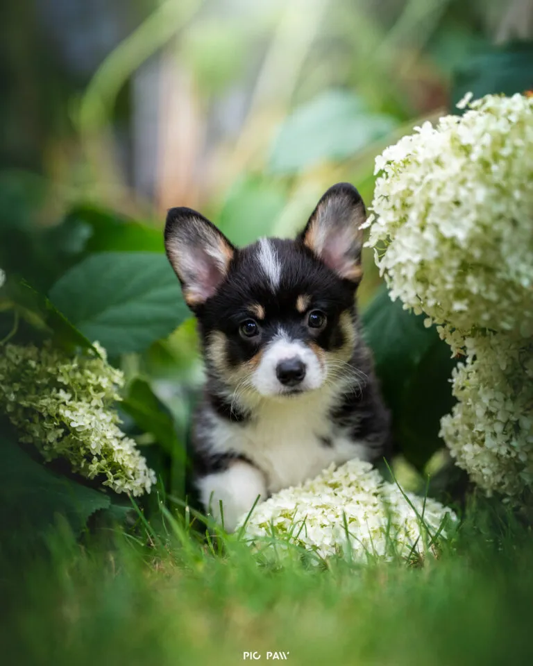 Baby Krecik Queen's Gang - zdjęcie główne