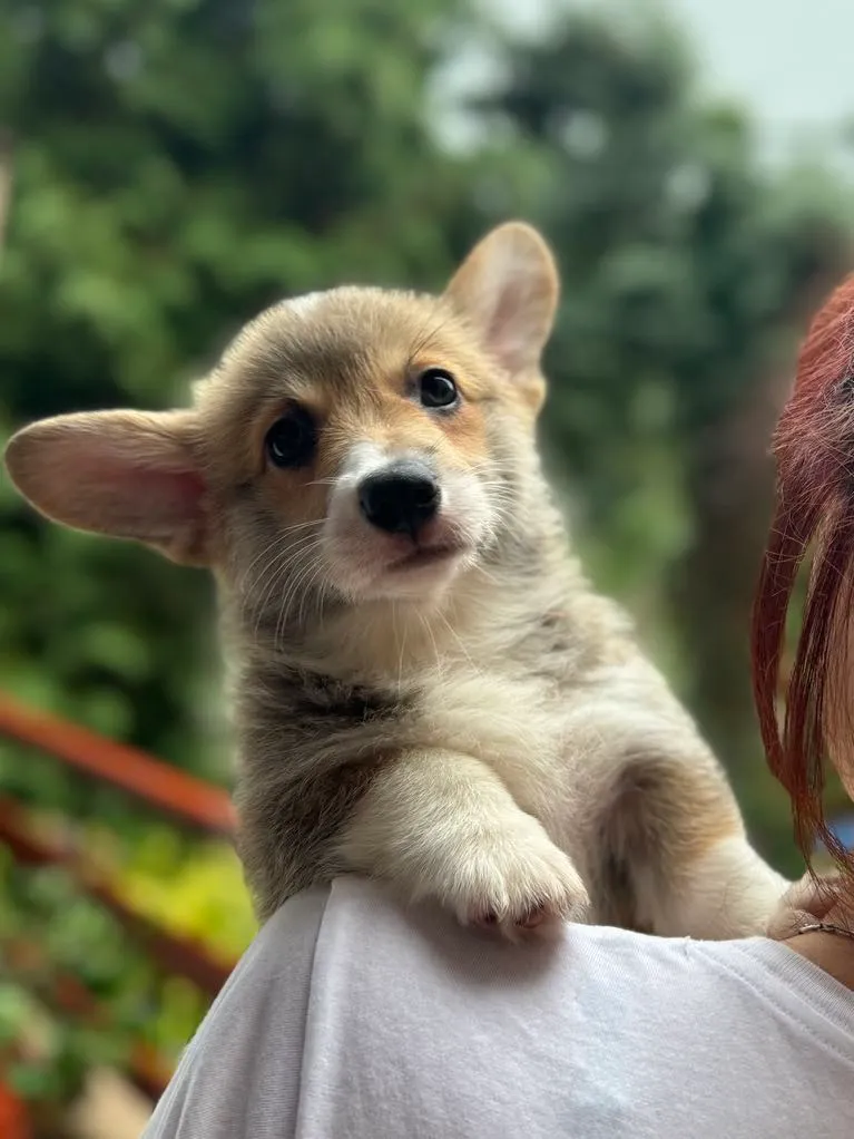 Pseudonim Jagódka Queen's Gang - zdjęcie główne