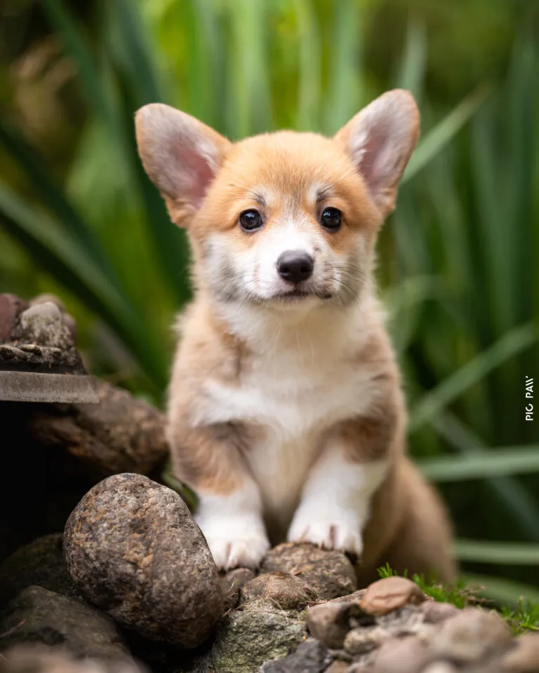 Baby Krówka Queen's Gang - zdjęcie główne