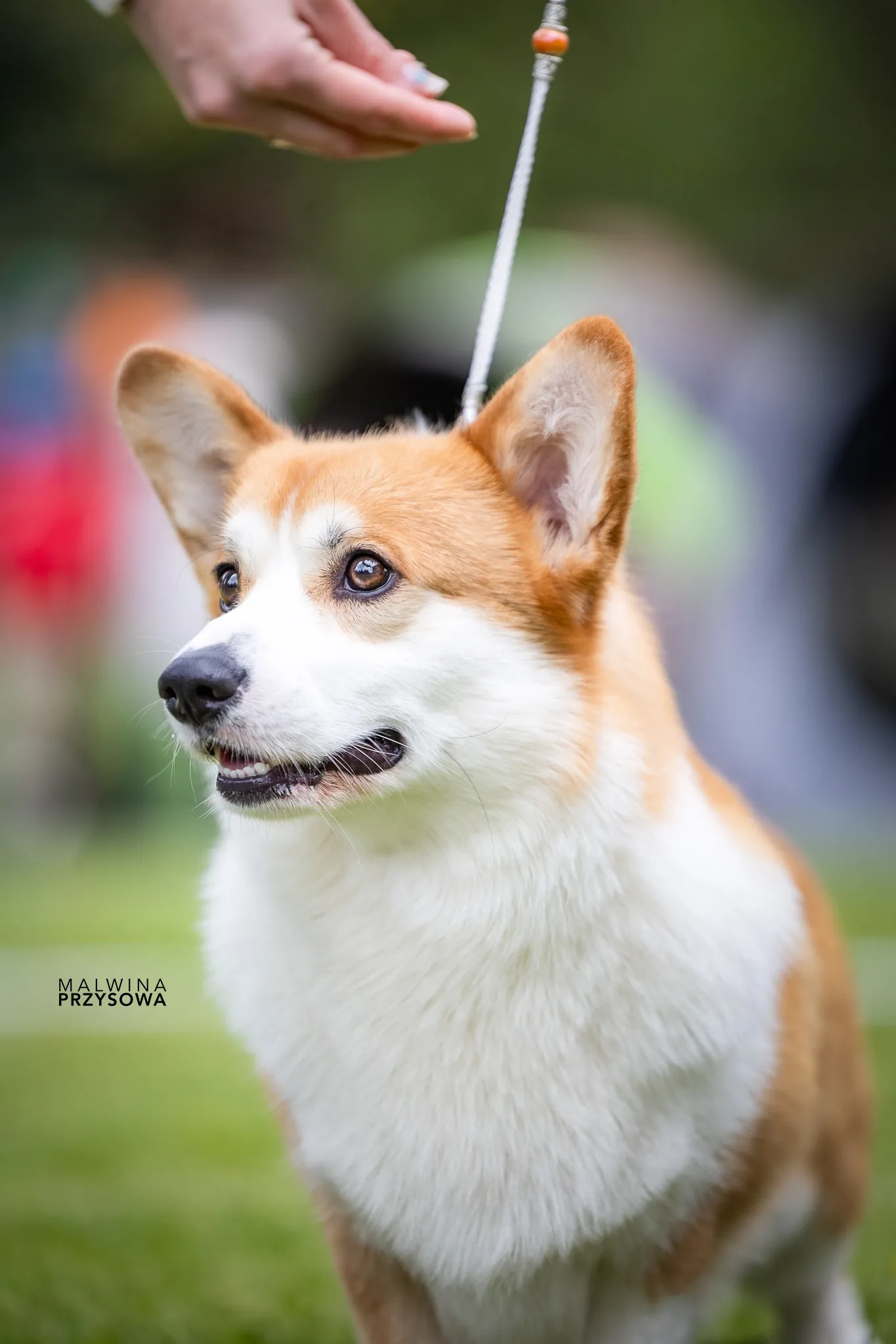 Don Corleone von Plątonogi