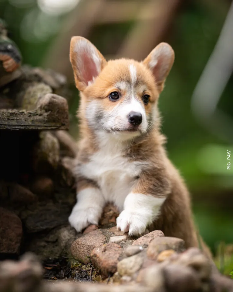Baby Uszatek Queen's Gang - zdjęcie główne