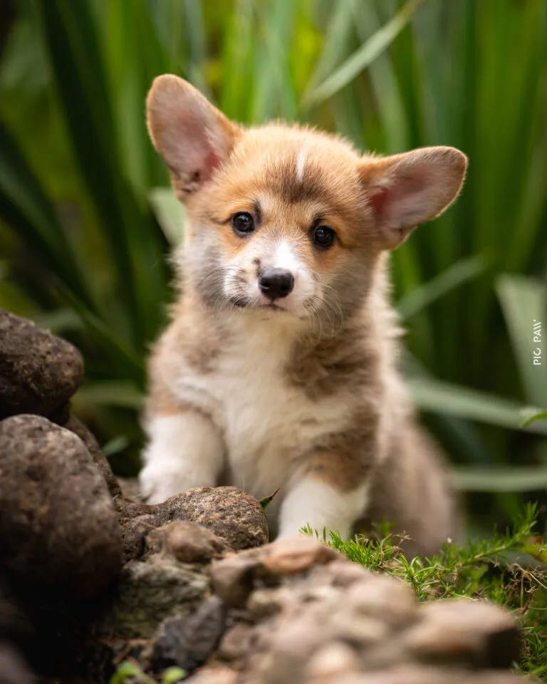 Baby Yoda Queen's Gang - zdjęcie główne