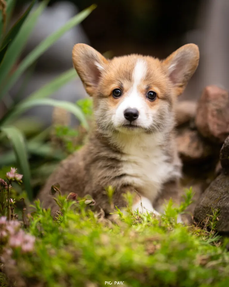 Baby Waza Queen's Gang - zdjęcie główne