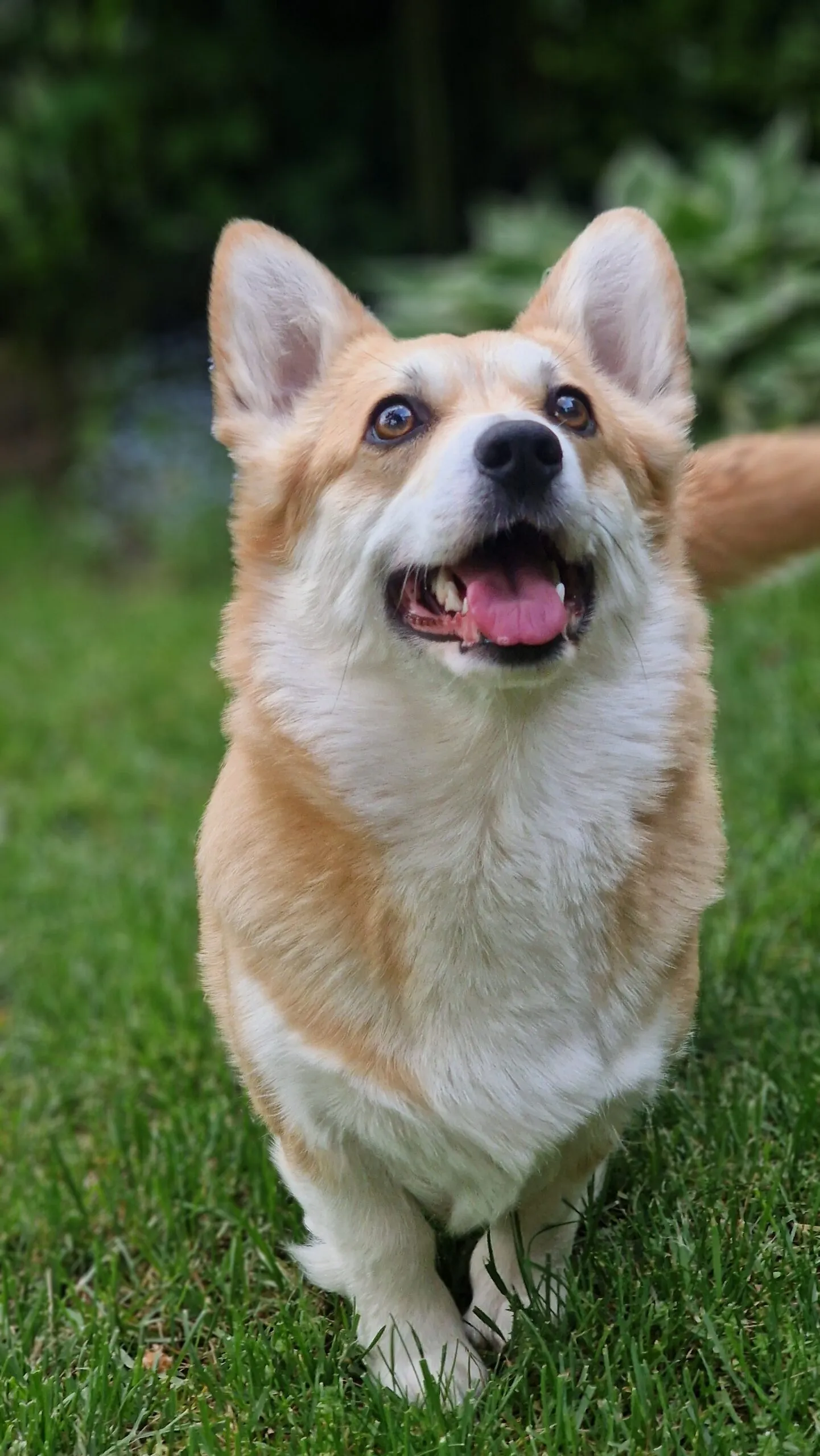 Kawa Bul-Corg - zdjęcie 3