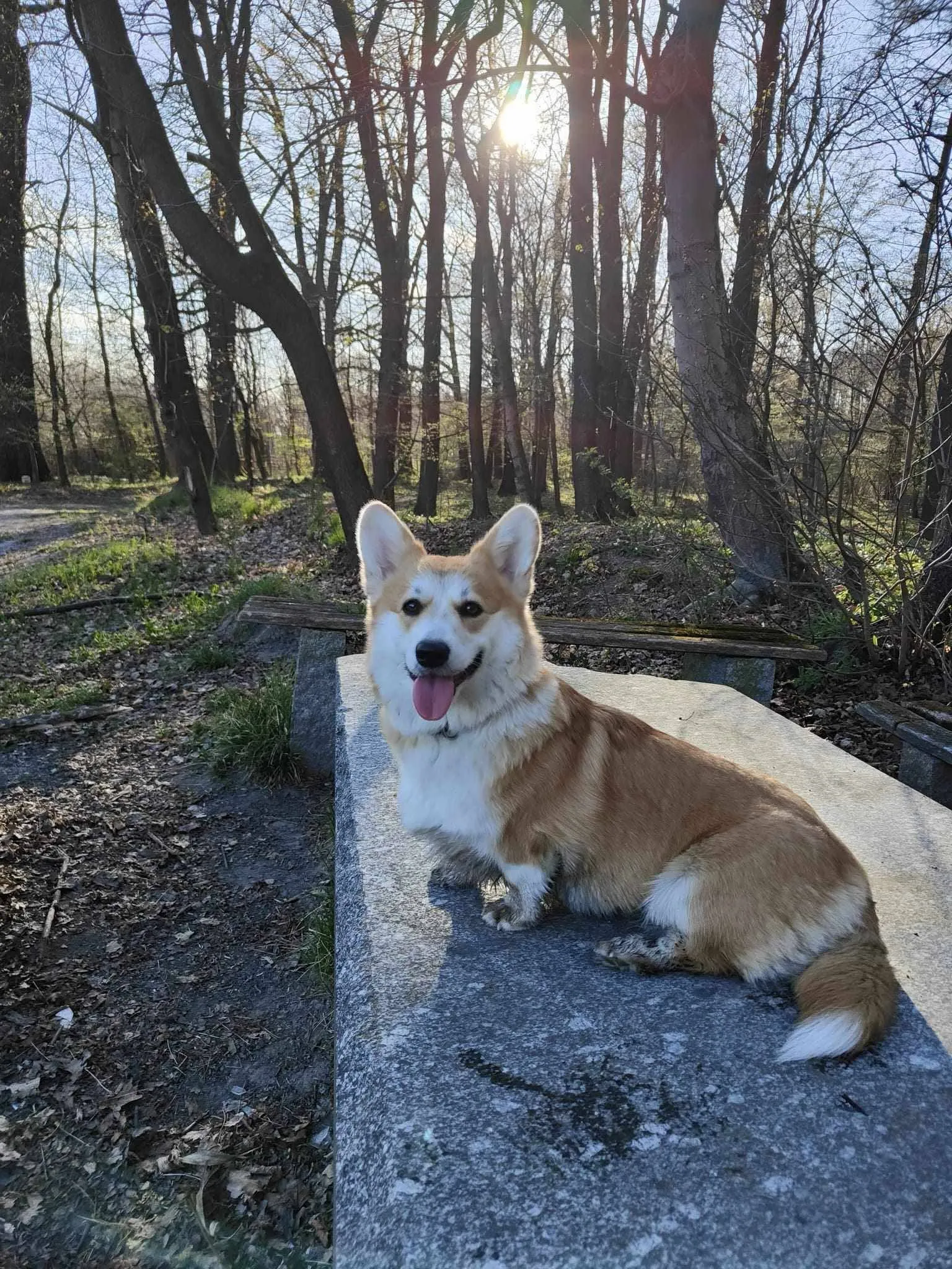 Pseudonim Trufla Queen's Gang - zdjęcie 1