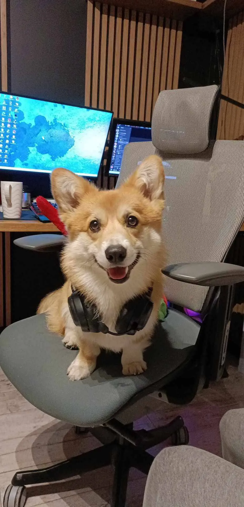 Pseudonim Tyrion Queen's Gang - zdjęcie 1