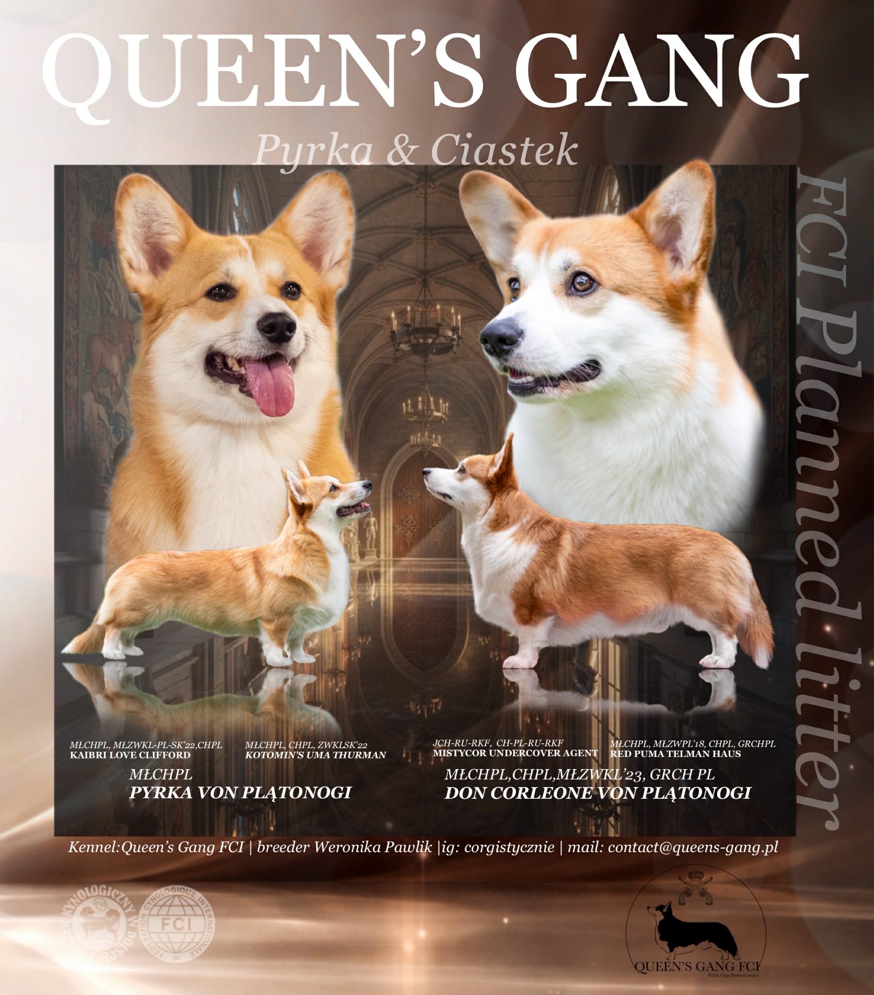 Zapowiedź planowanego miotu Queen's Gang